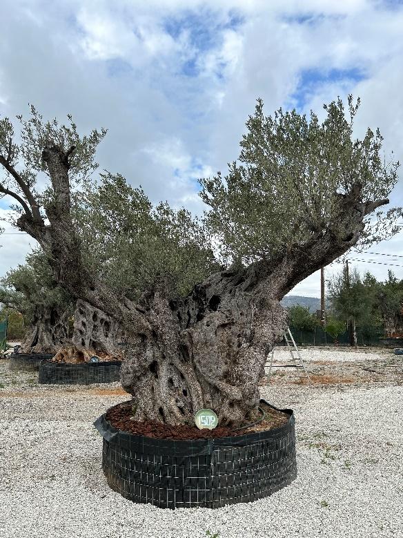 olive tree 1502
