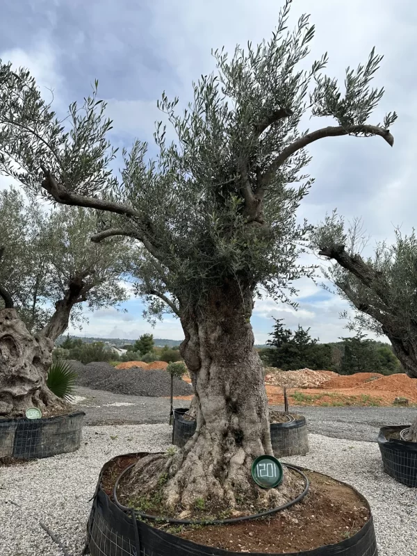 Olive tree 1201 delta trees