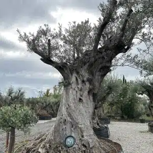 Olive tree 1271 delta trees