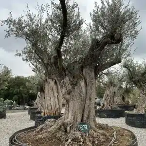 Olive tree 1272 delta trees