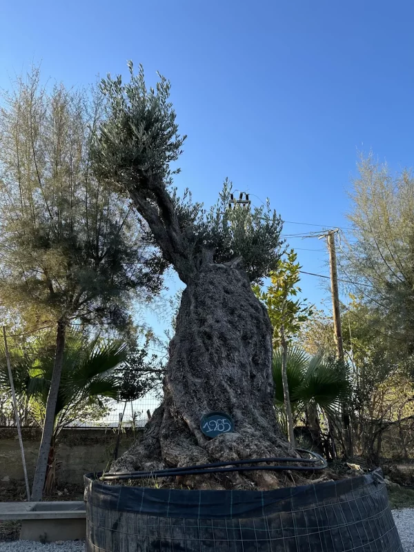 Olive tree 1285 delta trees