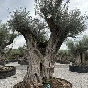 Olive tree 1298 delta trees