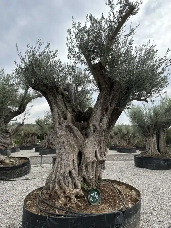 Olive tree 1298 delta trees