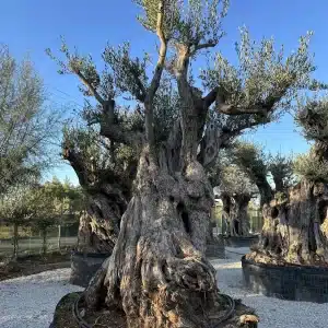 Olive tree 1301 delta trees