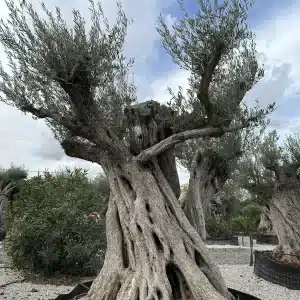 Olive tree 1305 delta trees