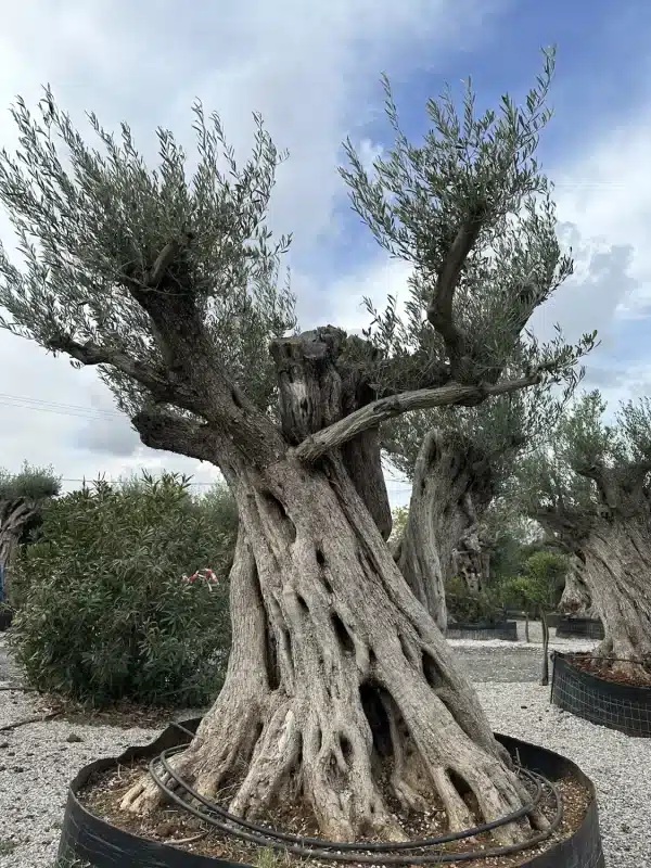 Olive tree 1305 delta trees