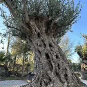 Olive tree 1311 delta trees