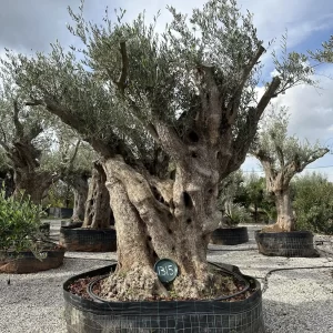Olive tree 1315 delta trees