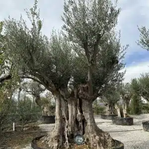 Olive tree 1322 delta trees