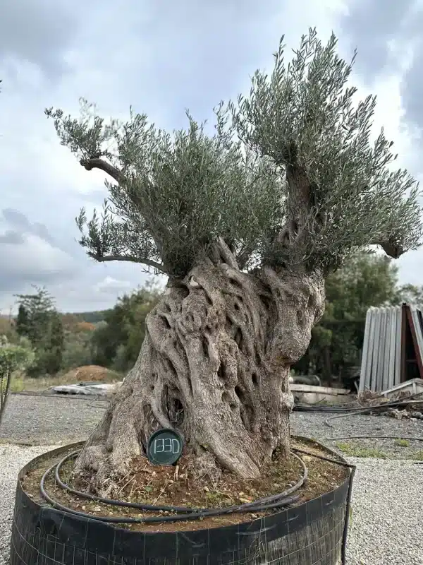 Olive tree 1330 delta trees