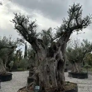 Olive tree 1338 delta trees