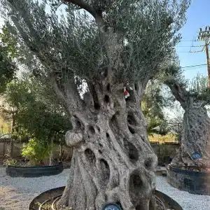 Olive tree 1341 delta trees