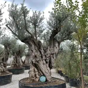 Olive tree 1342 delta trees