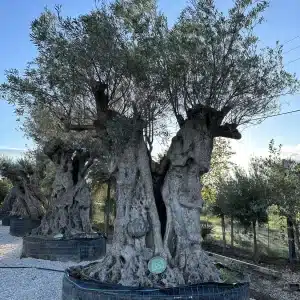 Olive tree 1351 delta trees