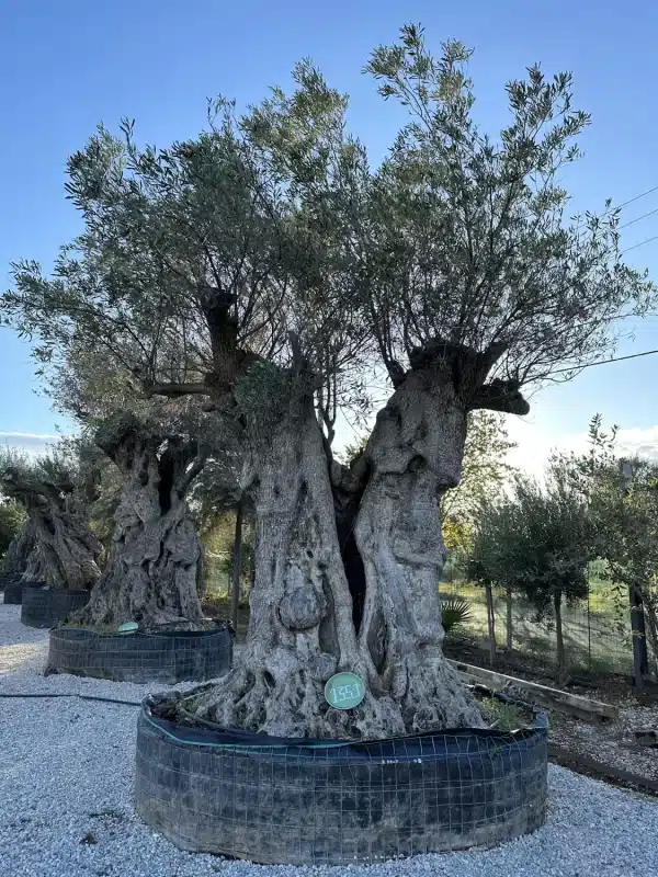 Olive tree 1351 delta trees