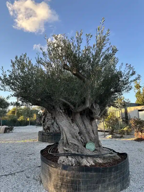 Olive tree 1352 delta trees