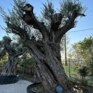 Olive tree 1360 delta trees