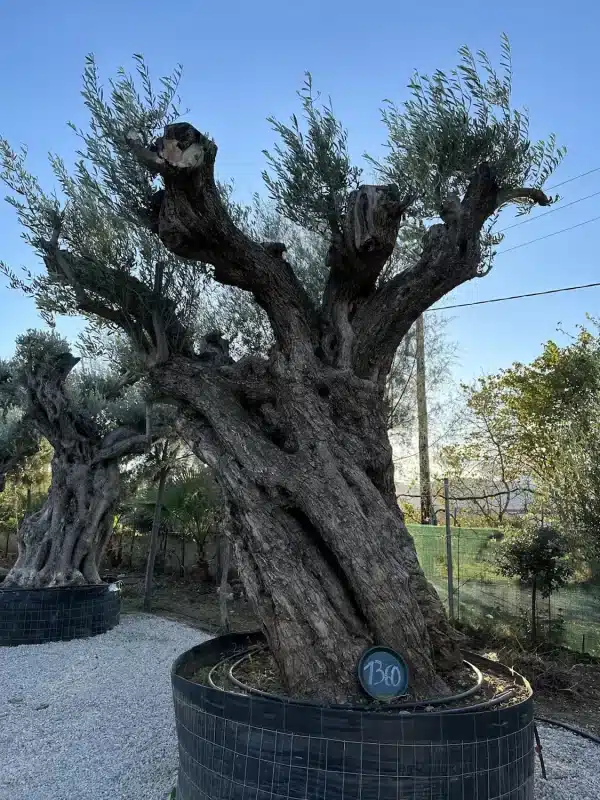 Olive tree 1360 delta trees