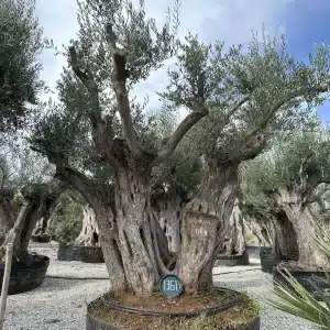 Olive tree 1361 delta trees