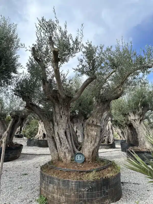 Olive tree 1361 delta trees