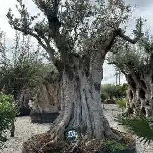 Olive tree 1368 delta trees