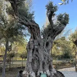 Olive tree 1371 delta trees