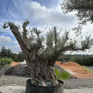 Olive tree 1372 delta trees