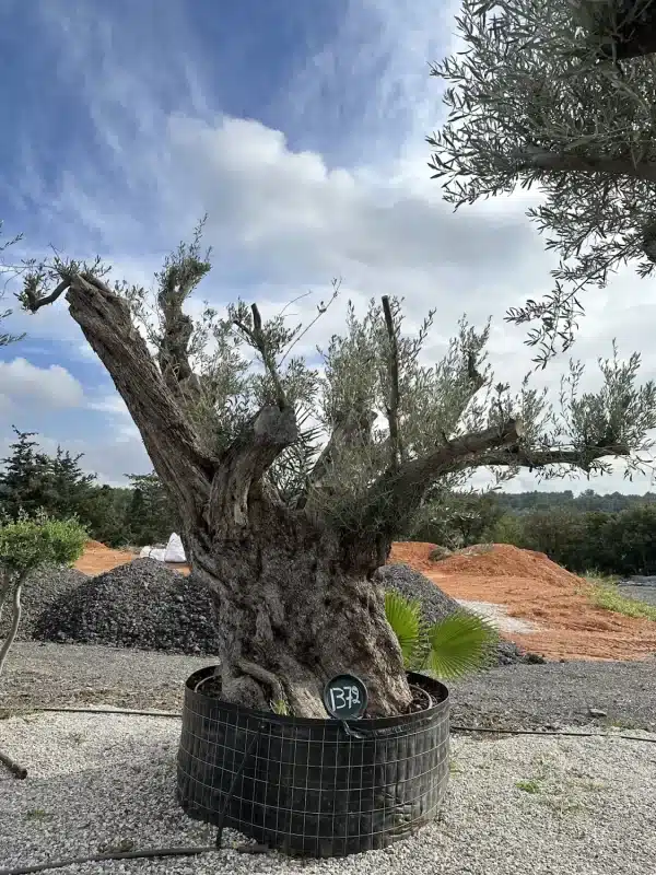 Olive tree 1372 delta trees