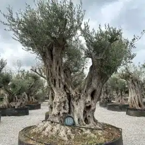 Olive tree 1373 delta trees