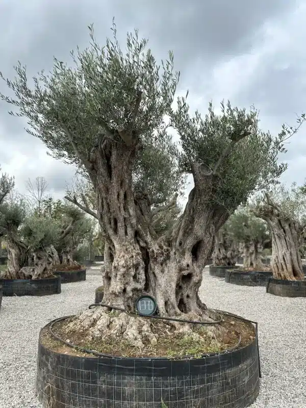Olive tree 1373 delta trees