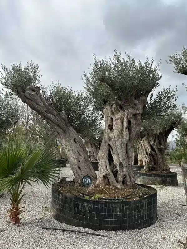 Olive tree 1374 delta trees