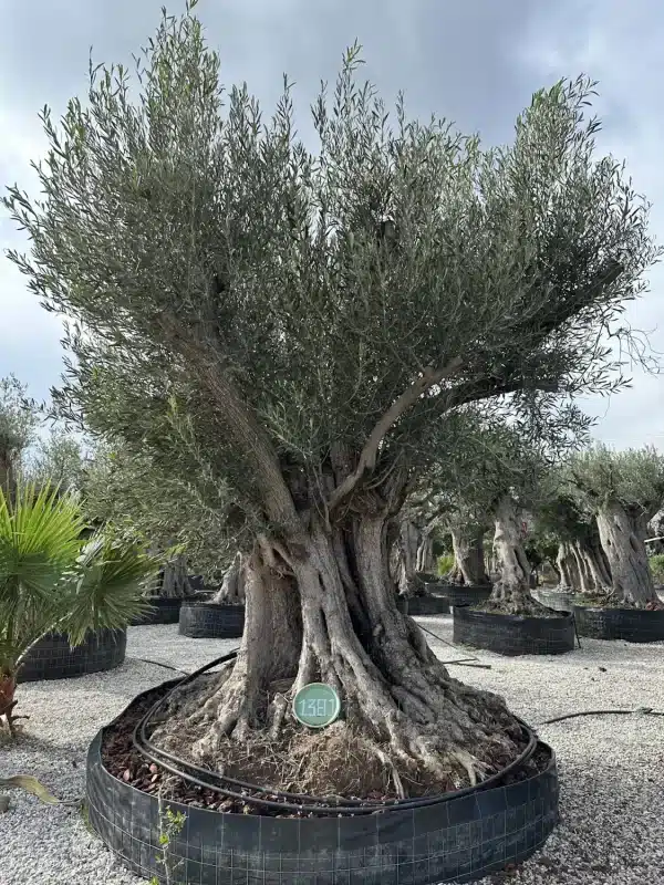 Olive tree 1381 delta trees