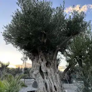 Olive tree 1382 delta trees