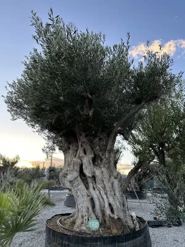Olive tree 1382 delta trees