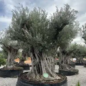 Olive tree 1383 delta trees