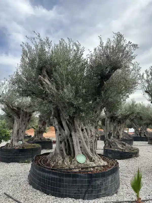 Olive tree 1383 delta trees