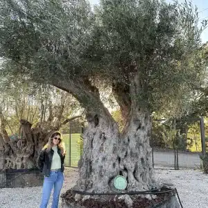 Olive tree 1384 delta trees