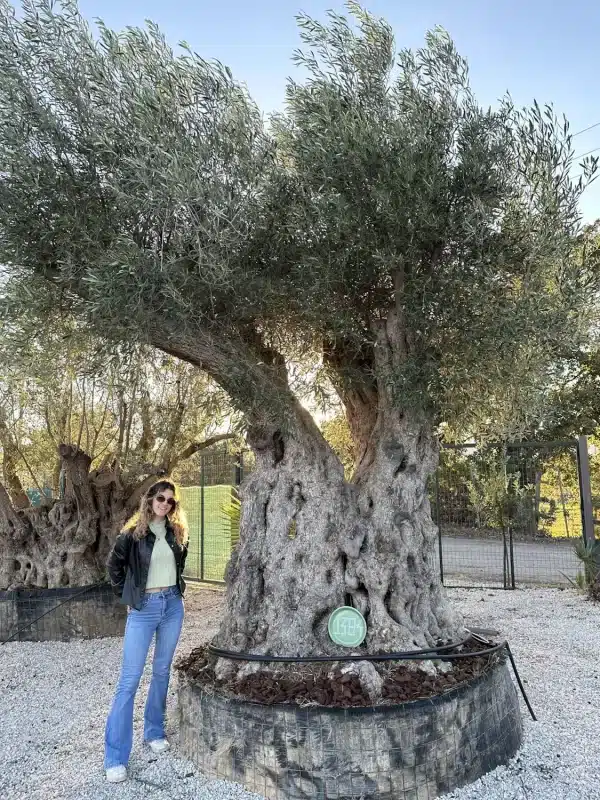 Olive tree 1384 delta trees