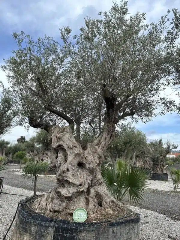 Olive tree 1385 delta trees
