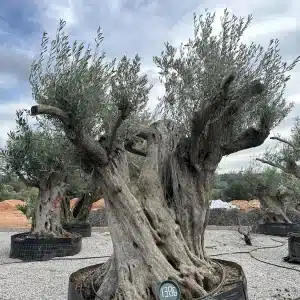 Olive tree 1386 delta trees