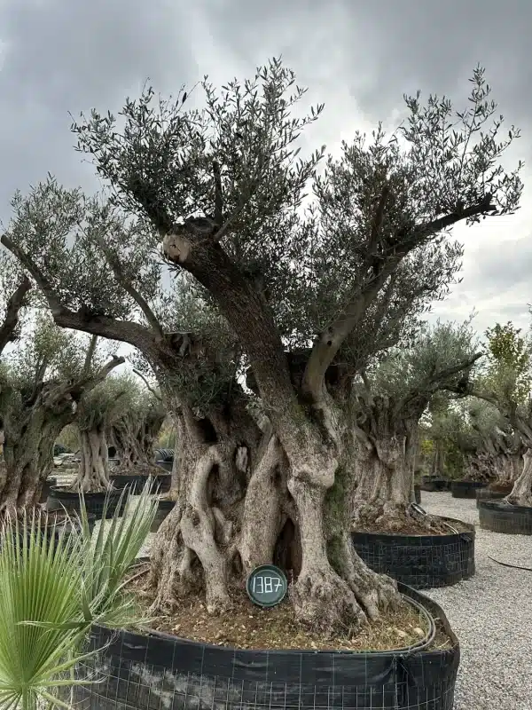 Olive tree 1387 delta trees