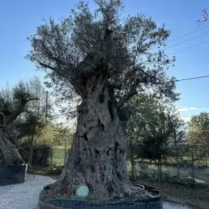 Olive tree 1390 delta trees