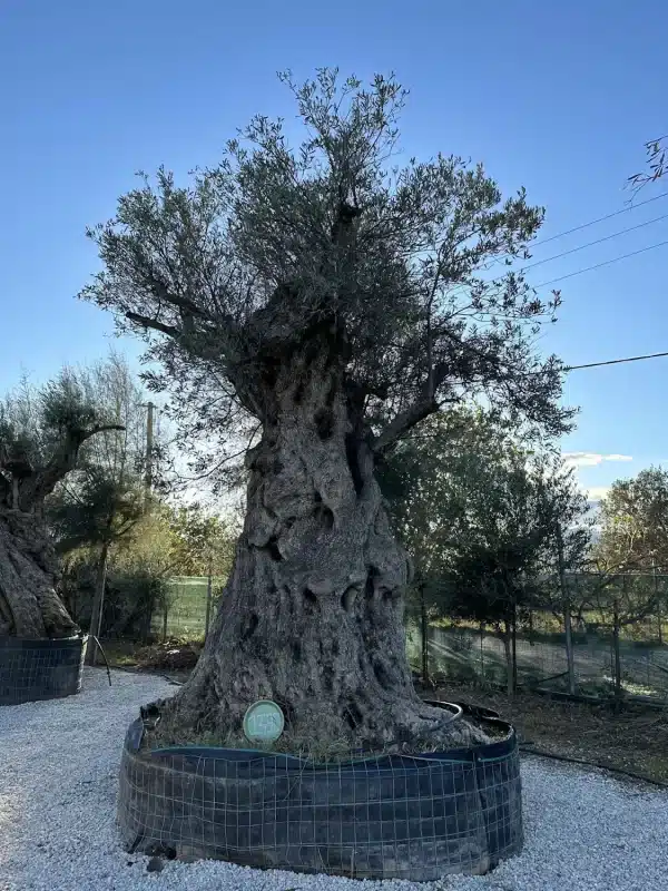 Olive tree 1390 delta trees