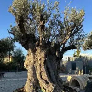 Olive tree 1391 delta trees