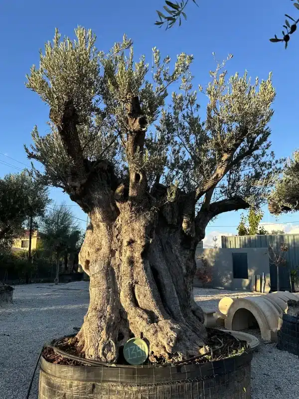 Olive tree 1391 delta trees