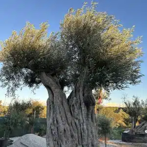 Olive tree 1392 delta trees