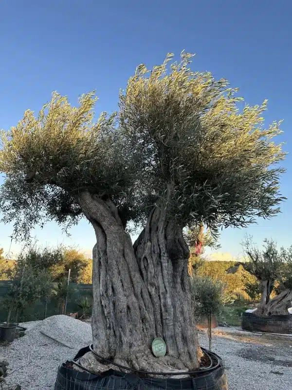 Olive tree 1392 delta trees