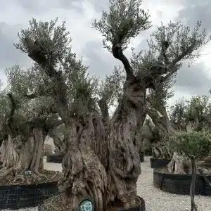 Olive tree 1393 delta trees