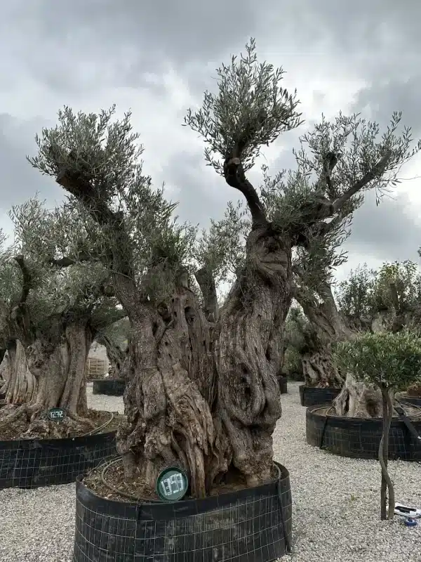 Olive tree 1393 delta trees