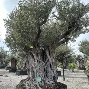 Olive tree 1400 delta trees